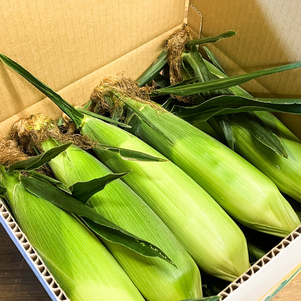 【予約受付中】北海道産とうもろこし10本セット
