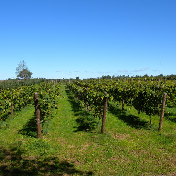 十勝のぶどう塩・ぶどうジャム 2種セット