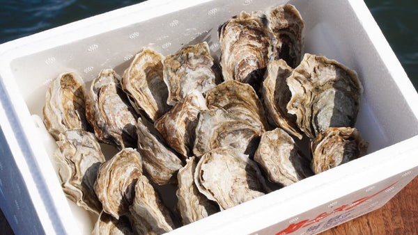 カキえもんSサイズ 20個入り