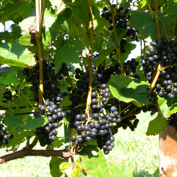 山幸ぶどうジュース 750ml 木箱入り